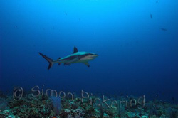 Grey reef shark cruising at Shaab Rumi..... by Simon Pickering 